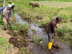 Antisipasi Banjir, Pj Kades Kuala Alam Himbau Warga Bersihkan Saluran Air