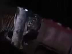 Harimau Sumatera Terekam Kamera Berkeliaran di Pemukiman Pekerja Sawit di Riau