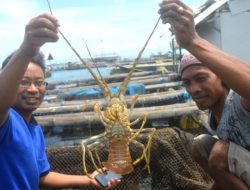Batam Menjadi Lokasi Pengembangan Budidaya Lobster Berbasis Pakan Kerang Alami