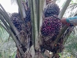 Harga TBS Kelapa Sawit Mitra Plasma Riau Mengalami Kenaikan, Tertinggi Rp 3.604 per Kg
