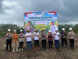 PTPN IV PalmCo Regional III Perkuat Ketahanan Pangan Lewat Budidaya Jagung Pipil