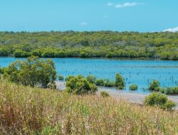 Warga Pulau Sugi Tuntut Keadilan, DPRD Kepri Akan Gelar RDP Bahas Penjualan Lahan Mangrove