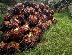 Harga TBS Sawit Riau Naik, Petani Raup Keuntungan Lebih Besar Pekan Ini