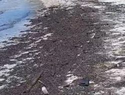Pesisir Pantai Bintan Kembali Tercemar Limbah Minyak Hitam