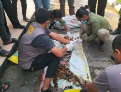 Tragis, Harimau Sumatera Terjerat di Rokan Hulu Dibantai dan Dikuliti