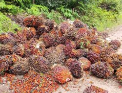 Harga TBS di Riau Tembus Rp3.658,61/kg, Kenaikan Terbesar untuk Umur 9 Tahun