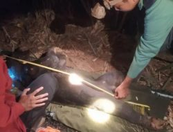 Beruang Madu Terjerat dan Terluka Akibat Tombak di Kampar Berhasil Diselamatkan