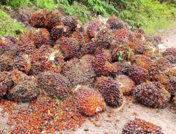 Harga Sawit Plasma Riau Naik Tipis, Dipicu Kenaikan Harga Kernel