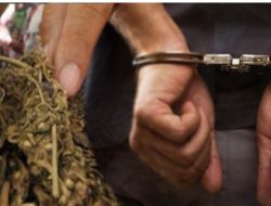 Ditangkap Saat Edarkan Ganja, Oknum ASN Pemkot Tanjungpinang di Ambang Pemecatan