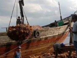 Khawatir Harga Anjlok, Petani Kelapa Inhil Tolak Rencana Pembatasan Ekspor