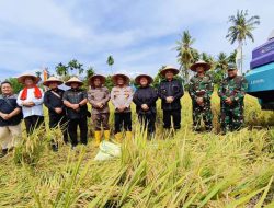 Terhubung Virtual dengan Presiden, Bupati dan Wakil Bupati Aceh Tenggara Panen Raya Padi