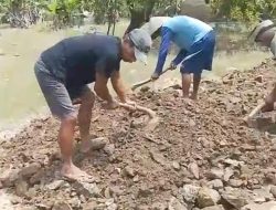 Warga Sidomulyo Swadaya Urug Jalan, Pemerintah Dinilai Lamban Atasi Banjir Rob