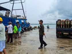 Dokumen Lengkap dan Negatif PMK, 25 Ekor Sapi Natuna Siap Dikirim ke Tanjungpinang