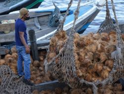 Produksi Kelapa Anjlok, Ribuan Karyawan PT Sambu Terancam