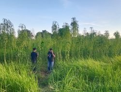 Heboh Temuan Ratusan Tanaman Mirip Ganja di Pekanbaru, Ini Kata Polisi
