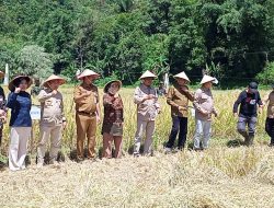 Gubernur Jambi Panen Raya dan Tebar Benih Ikan di Kerinci