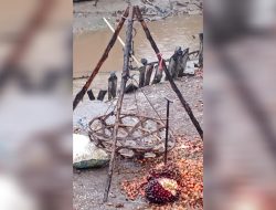 Peron Ilegal Marak di Inhil, Petani Rugi, PAD Bocor: Disdagtri Dinilai Tutup Mata