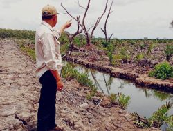 Diduga Ada Alih Fungsi Ratusan Hektare Hutan Mangrove di Pesisir Aceh Tamiang