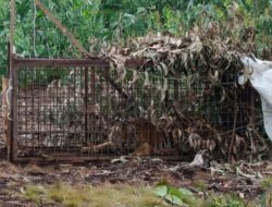 Harimau Masuk Perangkap di Pelalawan, Diduga Pernah Serang Pekerja