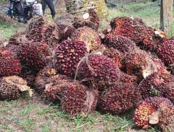 CPO dan Kernel Anjlok, Harga TBS Plasma Riau Ikut Terkoreksi