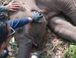 Tari Anak Gajah Ikon Tesso Nilo Ditemukan Mati