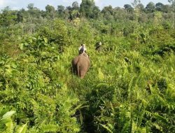 7.150 Hektare Lahan Taman Nasional Tesso Nilo Direforestasi