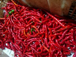 Harga Cabai di Pekanbaru Tembus Rp100 Ribu per Kilogram
