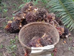Harga TBS Riau Periode 15–21 Oktober 2025 Kembali Menguat, Dipicu Kenaikan CPO