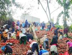 DKPP Batam Lakukan Uji Cepat Tumpukan Bawang di Sengkuang, Hasilnya Negatif Pestisida