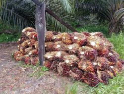 Harga TBS Sawit Riau Turun, Penetapan Gunakan Tabel Rendemen Baru