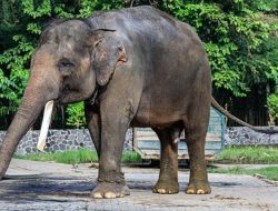 Gajah Liar Masuk ke Permukiman Warga Rumbai Pekanbaru, Seorang Anak Terluka
