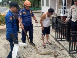 Warga Lingga Panik, Ular King Kobra Ditemukan di Dalam Lemari Pakaian
