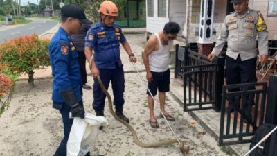 Warga Lingga Panik, Ular King Kobra Ditemukan di Dalam Lemari Pakaian