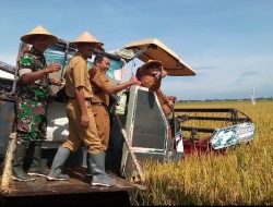Bupati Pemalang Apresiasi Hasil Panen Padi Super Genjah M70D di Desa Pegundan