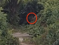Harimau Muncul di Jalan Lintas Siak-Buton, Warga Panik Rekam Penampakan