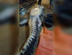 Perut Buaya Raksasa di Inhil Penuh Sampah: Ada 20 Plastik, Pisau hingga Tabung Televisi