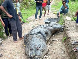 Buaya Raksasa Hasil Tangkapan Warga Reteh Kini Dirawat di DPKP Inhil