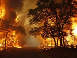 Karhutla di Tesso Nilo Sulit Dipadamkan Karena Minim Sumber Air