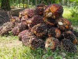 Harga Sawit Riau Turun, TBS Petani Ditetapkan Rp3.553 per Kilogram