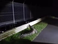 Video Buaya di Jalan DAM Duriangkang Viral, DPRD Batam Ajak Warga Tetap Tenang