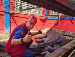 Buaya 5,7 Meter di Inhil Belum Bisa Kembali ke Habitat Asli