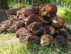 Harga TBS Sawit Swadaya Riau Naik, Didorong Kenaikan Harga Kernel