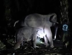 Anak Gajah Berusia 1,5 Tahun Mati di Pusat Konservasi Sebanga Bengkalis