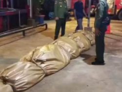 Bangkai Buaya Raksasa di Inhil Dikirim ke Jakarta untuk Diawetkan