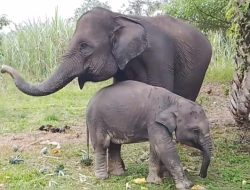 Dalam Tujuh Bulan, Tiga Anak Gajah Betina di Riau Mati