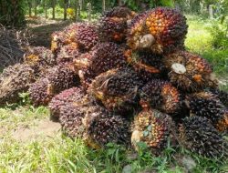 Harga TBS Plasma Riau Naik di Periode 10-16 Desember 2025