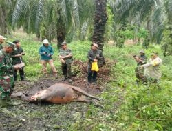 Jejak Harimau Sumatera Ditemukan di Lokasi Kematian Sapi di Siak