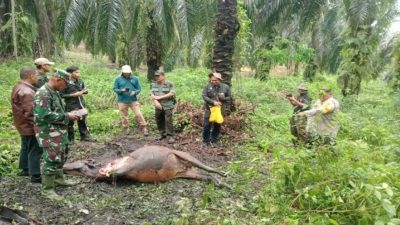 Jejak Harimau Sumatera Ditemukan di Lokasi Kematian Sapi di Siak