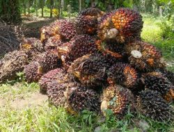 Harga TBS Sawit Mitra Swadaya di Riau Kembali Naik