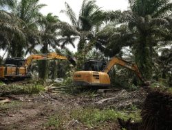 Sawit Ditumbang, Tesso Nilo Dipulihkan